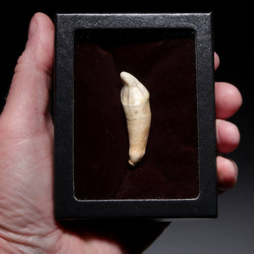 FINEST LARGE BELGIAN FOSSIL CAVE BEAR I3 INCISOR TOOTH WITH ROOT FROM AN ARDENNES FOREST BELGIUM CAVE  *LMX340