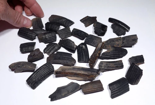 WHOLESALE COLLECTION OF 33 PARTIAL GIANT BEAVER TUSK FOSSILS  *LMX292