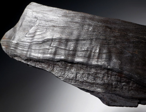 LIFELIKE PETRIFIED MIOCENE FOSSIL LOG WITH NATURAL DETAIL  *PL188