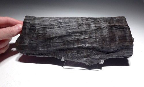 LIFELIKE PETRIFIED MIOCENE FOSSIL LOG WITH NATURAL DETAIL  *PL188