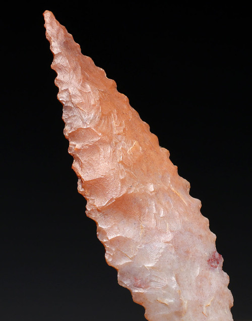 FINEST INVESTMENT GRADE CAPSIAN AFRICAN NEOLITHIC SERRATED ARROWHEAD WITH UNIQUE COLORS  *CAP481