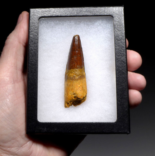 ATTRACTIVE SHARP TIP 2.5 INCH SPINOSAURUS FOSSIL DINOSAUR TOOTH  *DT5-620
