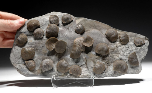 LARGE DEVONIAN BRACHIOPOD SCHELLWIENELLA FOSSIL COLONY FROM FAMOUS SITE   *BR037