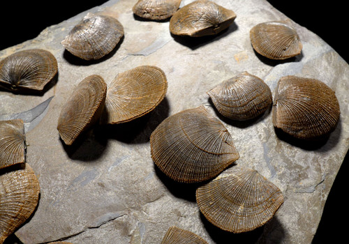 LARGE DEVONIAN BRACHIOPOD SCHELLWIENELLA FOSSIL COLONY FROM FAMOUS SITE   *BR037