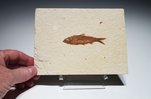 QUALITY KNIGHTIA FISH FOSSIL FROM THE EOCENE GREEN RIVER FORMATION OF WYOMING USA  *F1000
