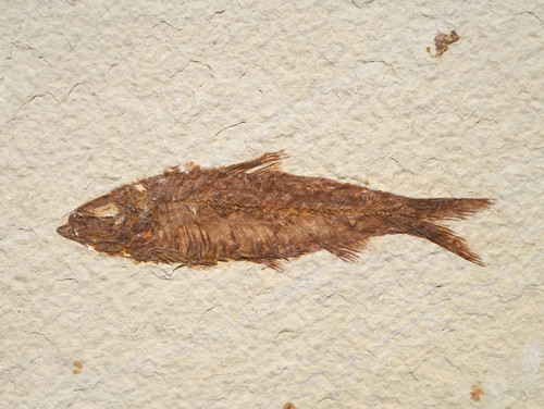 QUALITY KNIGHTIA FISH FOSSIL FROM THE EOCENE GREEN RIVER FORMATION OF WYOMING USA  *F1000