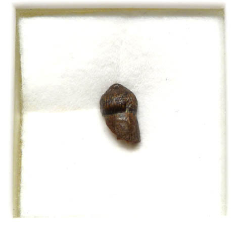 CRETACEOUS BRACHYCHAMPSA ALLIGATORINE TOOTH FROM HELL CREEK  *MV10-124