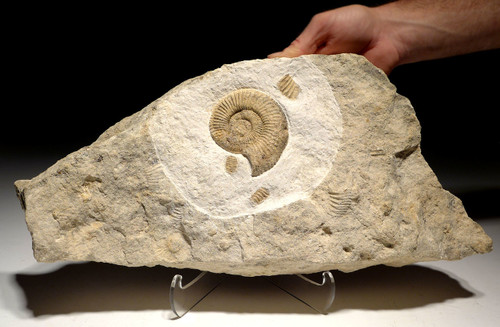LARGE EUROPEAN JURASSIC ANCIENT AMMONITE SEA LIFE FOSSIL FROM POLAND PERFECT GIFT OR INTERIOR ACCENT  *AMX-354