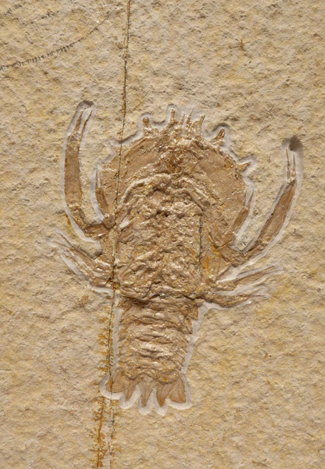 MUSEUM QUALITY FOSSIL JURASSIC LOBSTER CRUSTACEAN ERYON FROM SOLNHOFEN *CRUS037