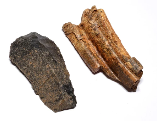 CRO MAGNON AURIGNACIAN UPPER PALEOLITHIC FLINT SCRAPER FLAKE TOOL WITH BUTCHERED FOSSIL HORSE TOOTH FROM FAMOUS LA GANE SITE IN FRANCE  *UP089