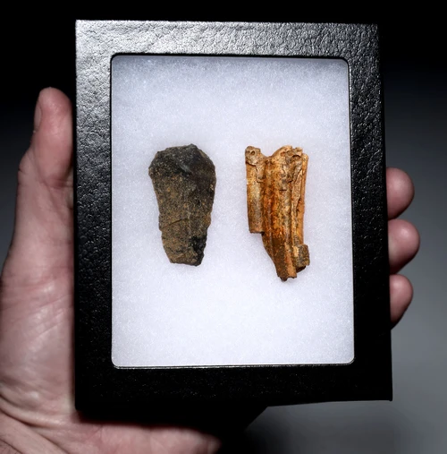 CRO MAGNON AURIGNACIAN UPPER PALEOLITHIC FLINT SCRAPER FLAKE TOOL WITH BUTCHERED FOSSIL HORSE TOOTH FROM FAMOUS LA GANE SITE IN FRANCE  *UP089