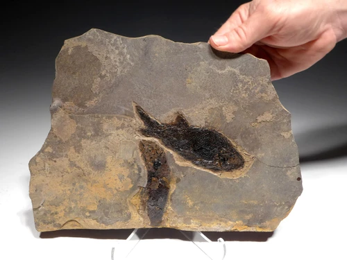 MULTIPLE PARAMBLYPTERUS PERMIAN FISH FOSSIL FROM BEFORE THE DINOSAURS *F145