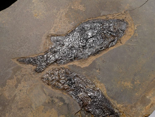 MULTIPLE PARAMBLYPTERUS PERMIAN FISH FOSSIL FROM BEFORE THE DINOSAURS *F145