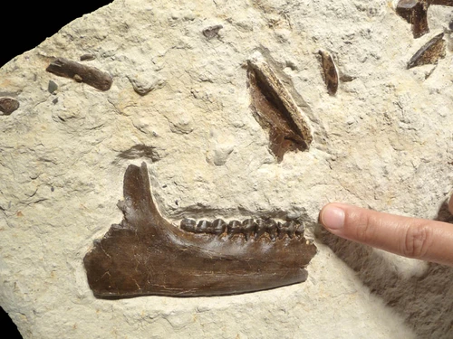 PRIMITIVE HORSE FOSSIL BONE BED FROM FRANCE OF A 48 MILLION YEAR PLAGIOLOPHUS THREE-TOED HORSE 