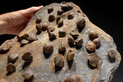 GIANT MUSEUM-DISPLAY ATRYPA DEVONIAN BRACHIOPOD COLONY FROM SITE OF OLDEST TETRAPOD FOOTPRINTS  *BR022