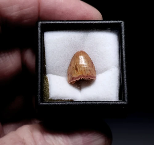 RARE DINOSAUR-ERA CROCODYLOMORPH FOSSIL TOOTH FROM A HAMADASUCHUS REPTILE  *DTX68