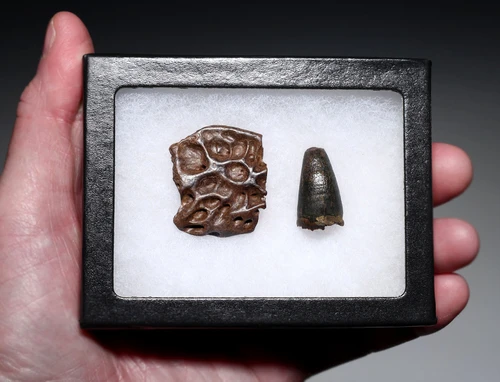 PREMIUM GRADE BOREALOSUCHUS DINOSAUR-ERA CROCODYLIFORM FOSSIL TOOTH AND OSTEODERM FROM THE HELL CREEK FORMATION USA  *CROC092
