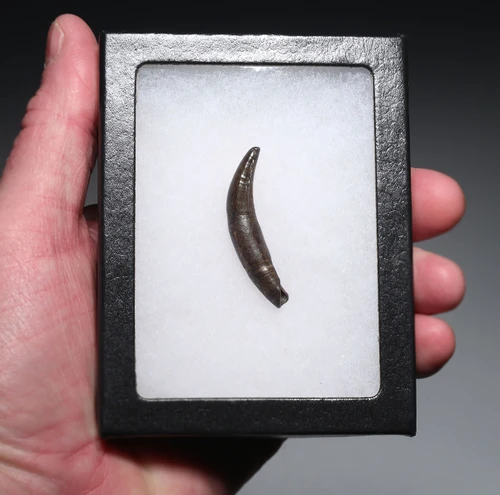 PREMIUM GRADE BOREALOSUCHUS DINOSAUR-ERA CROCODYLIFORM FOSSIL TOOTH WITH ROOT FROM HELL CREEK FORMATION USA  *CROC090