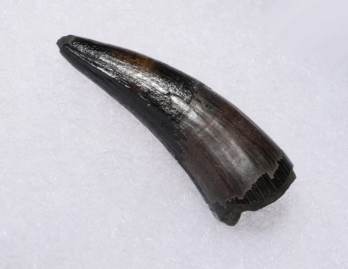 PREMIUM GRADE BOREALOSUCHUS DINOSAUR-ERA CROCODYLIFORM FOSSIL FANG TOOTH FROM HELL CREEK FORMATION USA  *CROC094