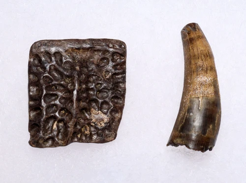 PREMIUM GRADE BOREALOSUCHUS DINOSAUR-ERA CROCODYLIFORM FOSSIL TOOTH AND OSTEODERM FROM THE HELL CREEK FORMATION USA  *CROC093