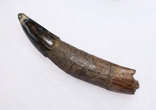 PREMIUM GRADE BOREALOSUCHUS DINOSAUR-ERA CROCODYLIFORM FOSSIL TOOTH WITH ROOT FROM HELL CREEK FORMATION USA  *CROC091