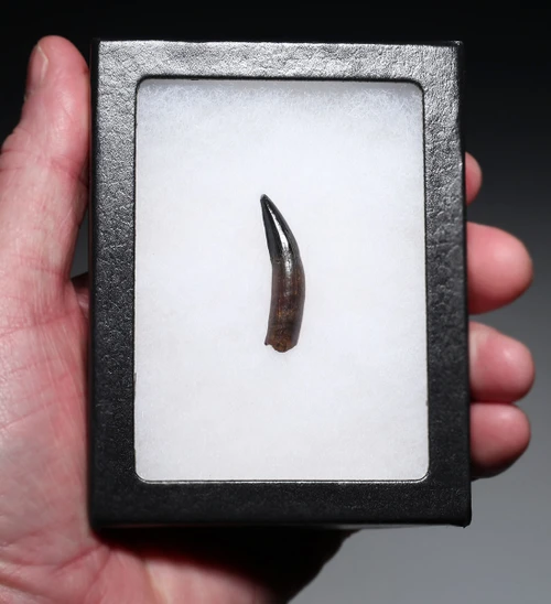 PREMIUM GRADE BOREALOSUCHUS DINOSAUR-ERA CROCODYLIFORM FOSSIL TOOTH WITH ROOT FROM HELL CREEK FORMATION USA  *CROC096