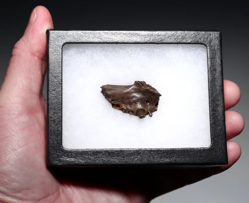 PARTIAL PREMAXILLA WITH TEETH OF A CRETACEOUS BRACHYCHAMPSA ALLIGATORINE REPTILE FROM HELL CREEK USA  *CROC095