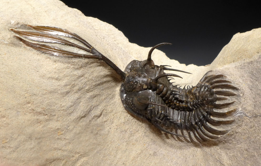 SPINY WALLISEROPS TRIDENT COMURA DEVONIAN TRILOBITE FOR SALE