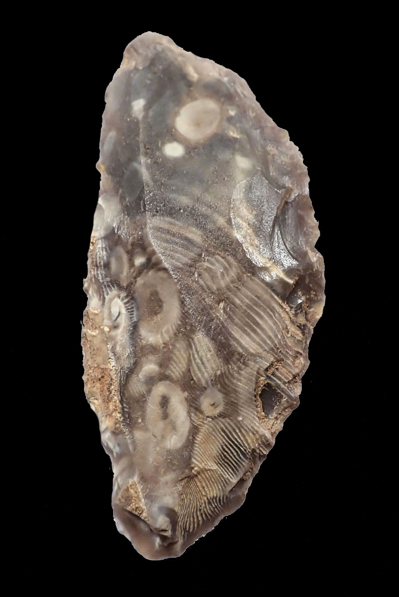 FOSSIL - FOSSIL ナチュラル151 Prehistoric Fossil Mud #11 – The Citrine Circle