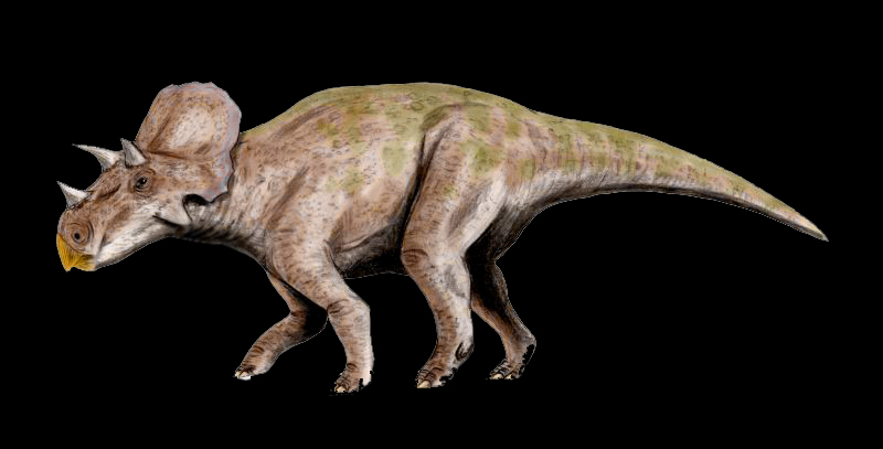 avaceratops.jpg