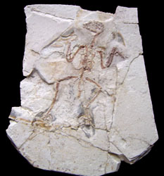 fakechinesebirdfossil1.jpg