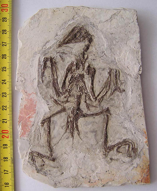 fakechinesebirdfossil2a.jpg