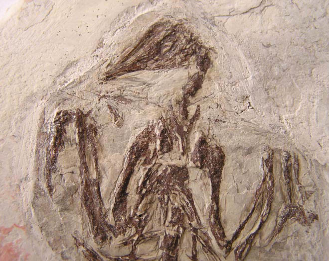 fakechinesebirdfossil2ab.jpg