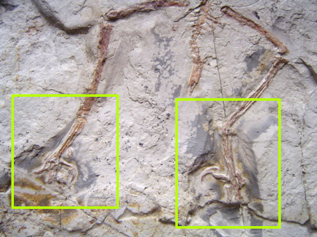 fakechinesebirdfossil3c.jpg