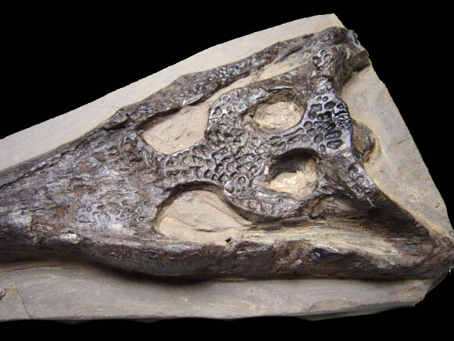 fakecrocodileskull2.jpg