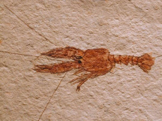 fakefossillobster1.jpg