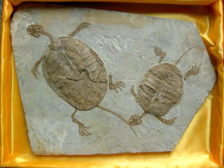 faketurtlefossils1.jpg