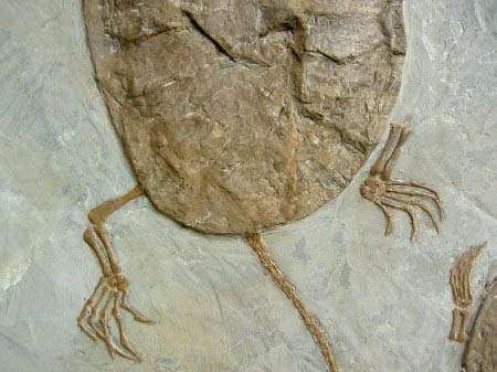 faketurtlefossils2.jpg