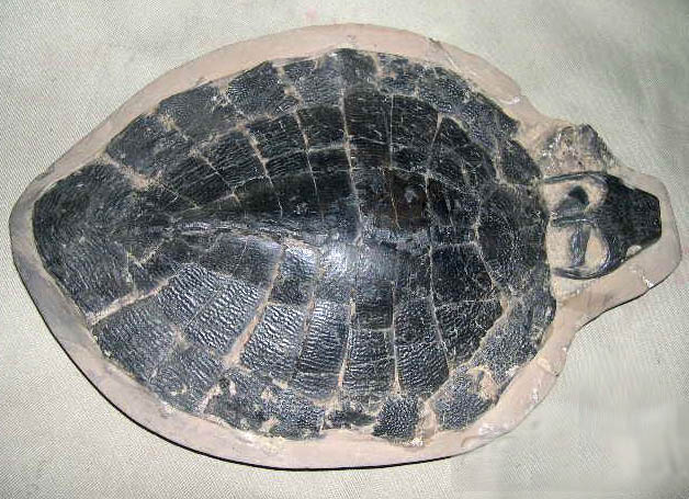 faketurtlefossils6.jpg