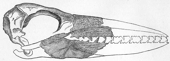 odontopteryx-toliapica.jpg