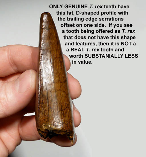 T. REX TOOTH IDENTIFICATION