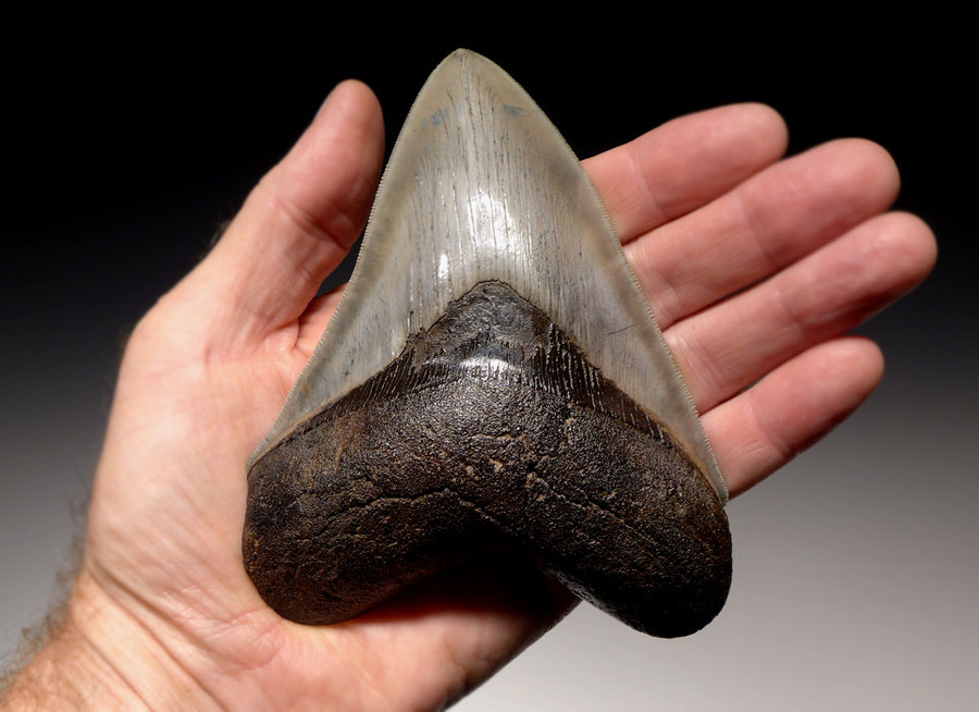 5 INCH MEGALODON SHARK TOOTH TEETH FOR SALE