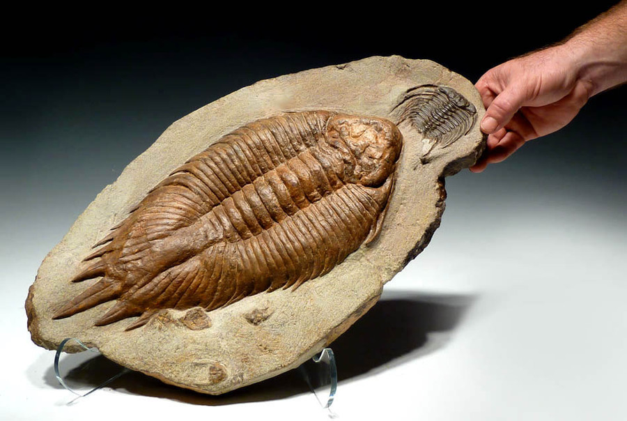 URALICHAS TRILOBITE FOR SALE RAREST TRILOBITE