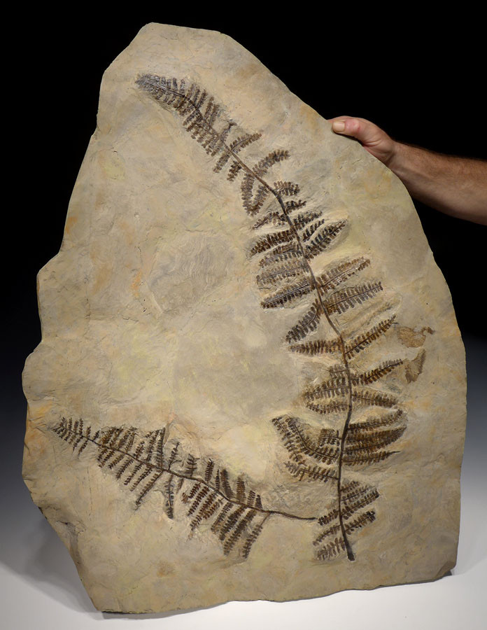 LARGE PLANT FERN FOSSIL PECOPTERIS FOSSILS
