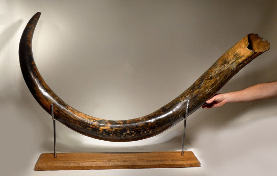 LARGEST MAMMOTH TUSK FOR SALE
