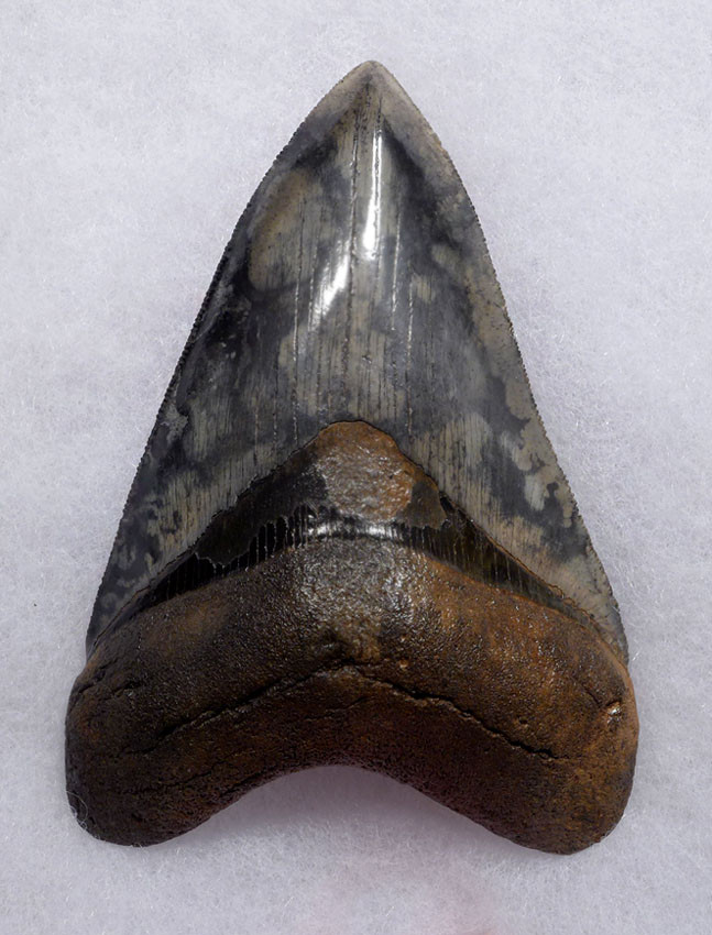RARE COLORFUL PATTERN MEGALODON FOSSIL TEETH