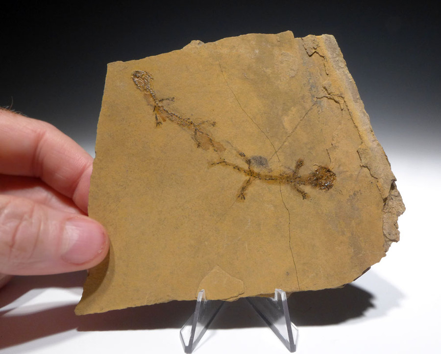 Branchiosaurus PERMIAN APATEON BRANCHIOSAUR FOSSIL AMPHIBIAN