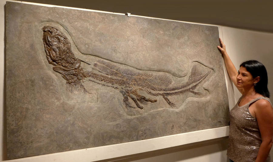 LEBACHACANTHUS ORTHACANTHUS LARGE SHARK PERMIAN INVESTMENT FOSSIL