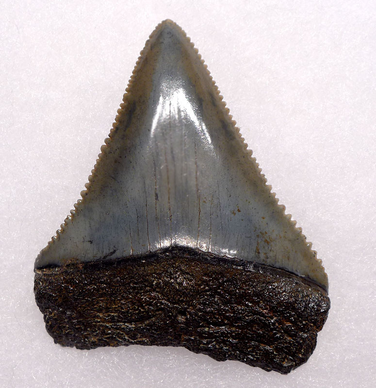 COLLECTOR GRADE LARGE 2 2 INCH GREAT WHITE SHARK TOOTH FOSSIL OF   Shx043t  58843.1573168744.900.900 