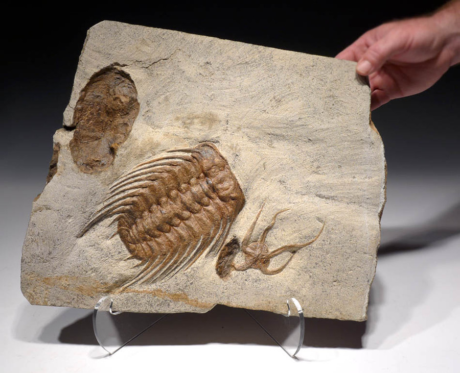 NATURAL ORDOVICIAN OCEAN LIFE FOSSIL WITH LARGE SELENOPELTIS TRILOBITE ...